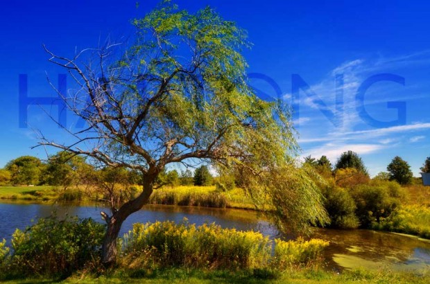 wind_willow_hartong