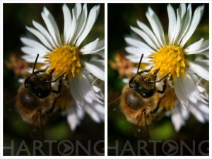 shoot with iPhone, edit with iPad