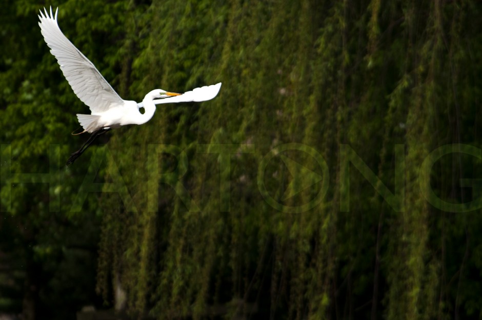 egret2 great egret in flight in front of willow tree