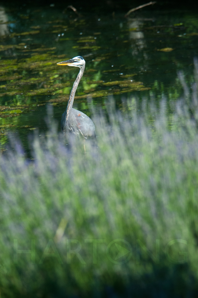 heron2_hartongdigitalmedia