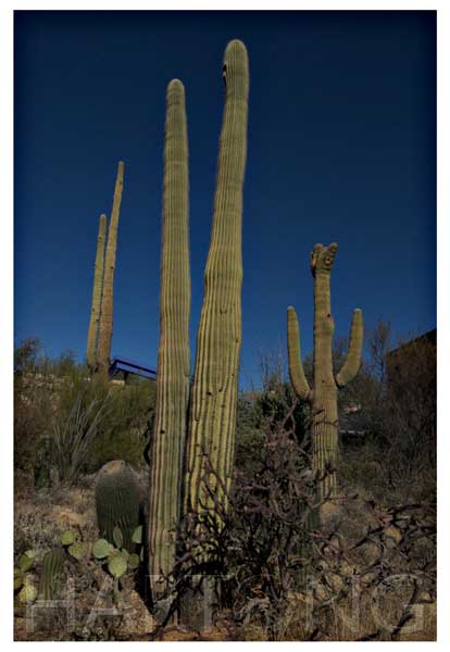 saguaro cactus photographed with circular polarizer filter