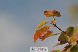 polarizer-after4, With polarizer: saturated colors, less glare on leaves