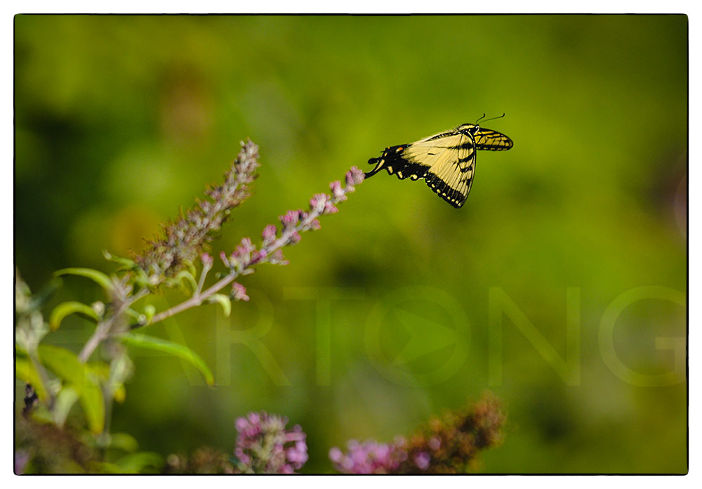 butterfly flying on the next butterfly bush at the park