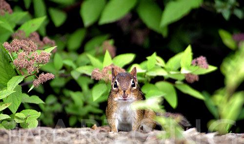 Chipmunk, Winton Woods