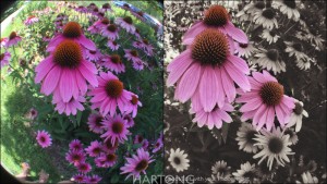 Photos on the Go Smart Phone Photography Workshops - Great Parks of Hamilton County Parks led by Freelance Photojournalist & Photo Instructor Malinda Hartong, Hartong Digital Media llc. Various apps and lenses allow you to create amazing photos when you shoot for detail and in color without filters - Samsung Galaxy, iPhone, Android, iPad, and more. © Malinda Hartong, Hartong Digital Media llc.