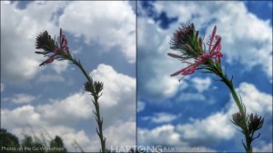 Photos on the Go Smart Phone Photography Workshops - Great Parks of Hamilton County Parks led by Freelance Photojournalist & Photo Instructor Malinda Hartong, Hartong Digital Media llc. Various apps and lenses allow you to create amazing photos when you shoot for detail and in color without filters - Samsung Galaxy, iPhone, Android, iPad, and more. © Malinda Hartong, Hartong Digital Media llc.