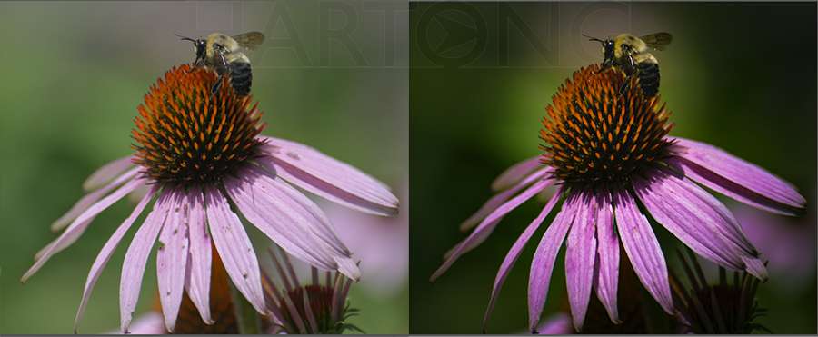 lightroom before after