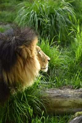 photo of lion with dark background unedited